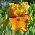 Ирис бородатый Мармелад Скайз