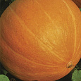 Тыква крупноплодная Большой Макс