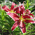 Лилия восточная Сикс Сенс