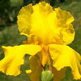 Ирис бородатый Кэролайн Голд