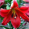 Лилия ОТ-гибрид Кисс ов Файр