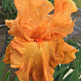 Ирис германский Orange  Rebloom