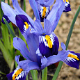Ирис Сетчатый Gordon
