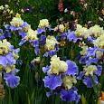 Ирис германский Haut  Les  Voiles
