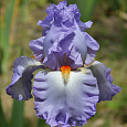 Ирис бородатый Гришиан Скайз