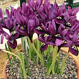 Ирис Сетчатый Purple Gem