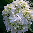 Гортензия крупнолистная Endless The Bride