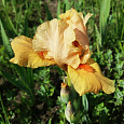 Ирис бородатый Скайфайер