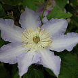 Клематис крупноцветковый Тирислунд