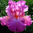 Ирис бородатый Виндзор Роуз