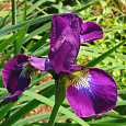 Ирис сибирский Ewen