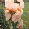 Ирис бородатый Фестив Скёт