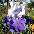 Ирис германский Royal  Crusader