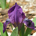 Ирис карликовый Цианея