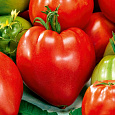 Томат Сердце Сибири