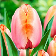 Тюльпан Дарвинов гибрид Эприкот Импрешн Тюльпан Дарвинов гибрид Эприкот Импрешн