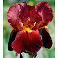Ирис бородатый Вита Файр