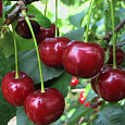 Вишнево-черешневый гибрид (Дюк) Спартанка