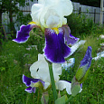 Ирис бородатый Вабаш