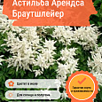 Астильба Арендса Браутшлейер Астильба Арендса Браутшлейер