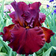 Ирис бородатый Форт Апач