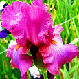 Ирис бородатый Виндзор Роуз