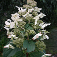 Гортензия метельчатая White Goliath