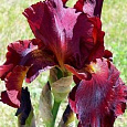 Ирис бородатый Форт Апач