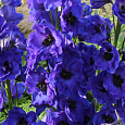 Дельфиниум (живокость) высокий Delphi's Hollands Glorie
