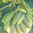 Огурец  Закусочный F1