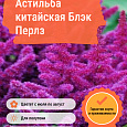 Астильба китайская Блэк Перлз Астильба китайская Блэк Перлз