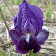 Ирис карликовый Цианея