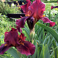 Ирис бородатый Ред Зингер