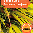 Хаконехлоа большая Санфлаер