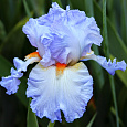 Ирис бородатый Гришиан Скайз