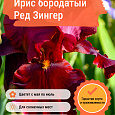 Ирис бородатый Ред Зингер