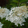 Гортензия метельчатая butterfly