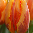 Тюльпан Триумф Princes Irene Тюльпан Триумф Princes Irene