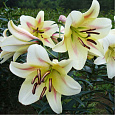 Лилия ОТ-гибрид Ормея