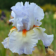 Ирис бородатый Гришиан Скайз